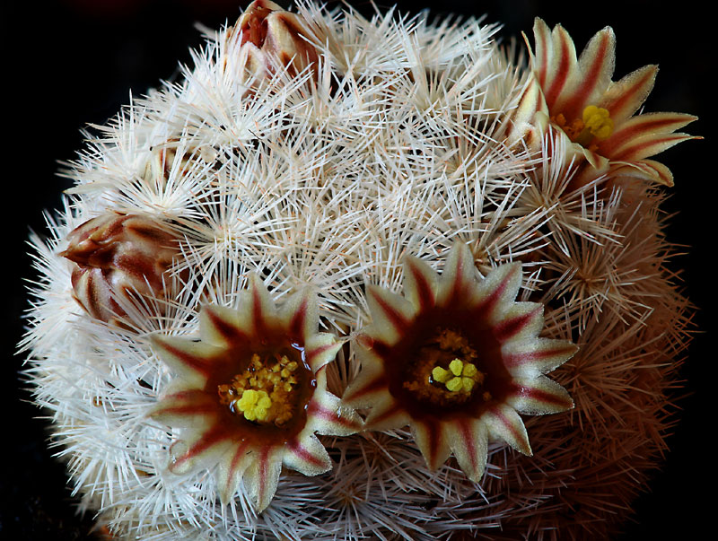 Mammillaria lasiacantha